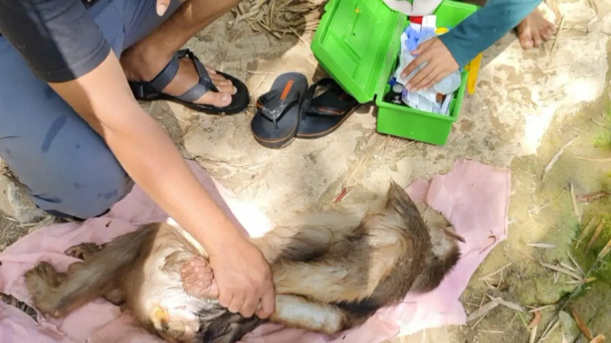DIBIUS: Beruk Sumatra yang menyerang warga merupakan satwa hasil penyerahan masyarakat dari wilayah Bantul yang kemudian dititipkan di UPS Bunder. (DOKUMENTASI UPS BUNDER)

