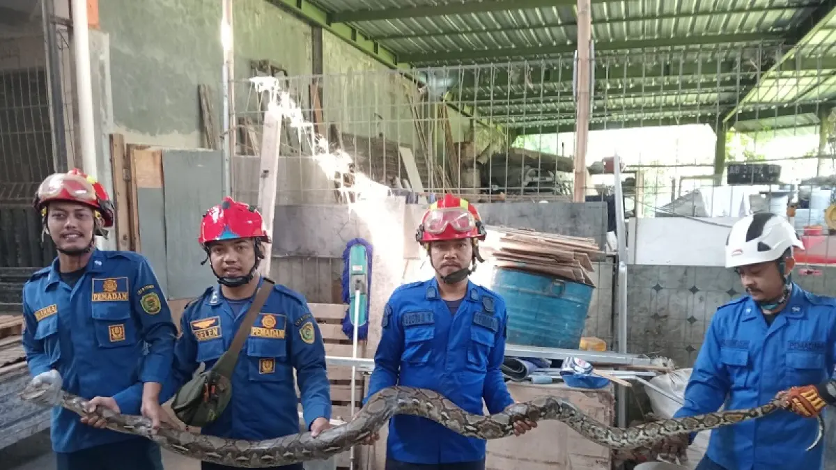 EVAKUASI: Petugas BPBD Bantul sedang menunjukan ular sanca yang berhasil dievakuasi Rabu (10/6/2026). Dokumentasi BPBD Bantul