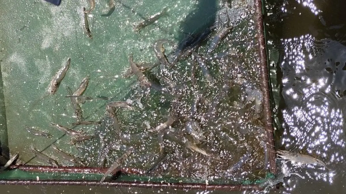 Hasil budi daya udang di tambak kawasan pantai selatan Bantul. (Cintia Yuliani/Radar Jogja)
