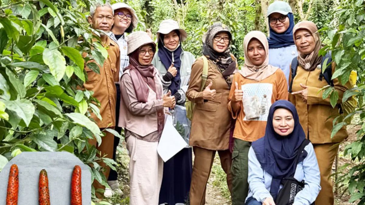 VARIETAS LOKAL: Identifikasi Cabai jawa yang berada di Kalurahan Hargomulyo, Kokap, Kulon Progo. Upaya pendaftaran dilakukan melalui sinergi dan kolaborasi BPPPMBTP, BRIN, dan Dinas Pertanian &nbsp;Kulon Progo dalam pengembangan cabai jawa.