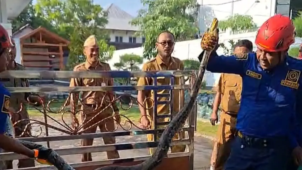 Regu 2 Damkarmat Gunungkidul diterjunkan untuk mengevakuasi ular piton sepanjang 2,7 meter yang menyebrang di depan rumah dinas Bupati Gunungkidul - Dokumentasi/Damkarmat Gunungkidul