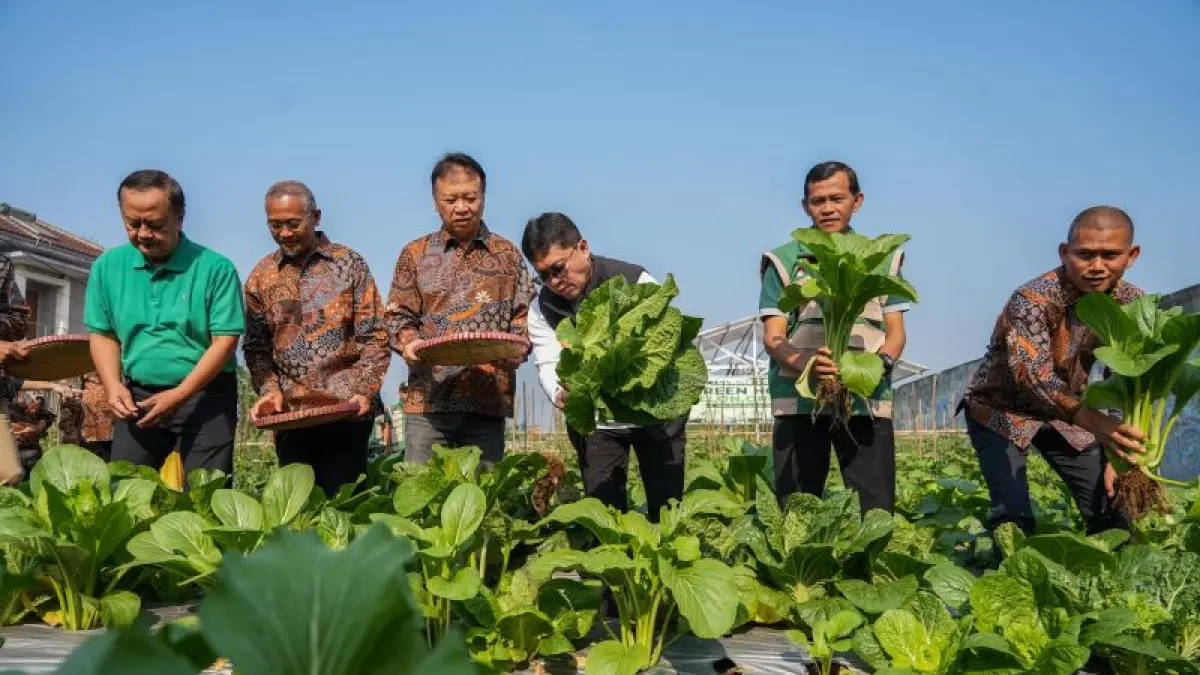 PENGHIJAUAN: Wali Kota Magelang saat memanen sayur hasil garapan warga. (Dokumentasi Prokompim Kota Magelang)