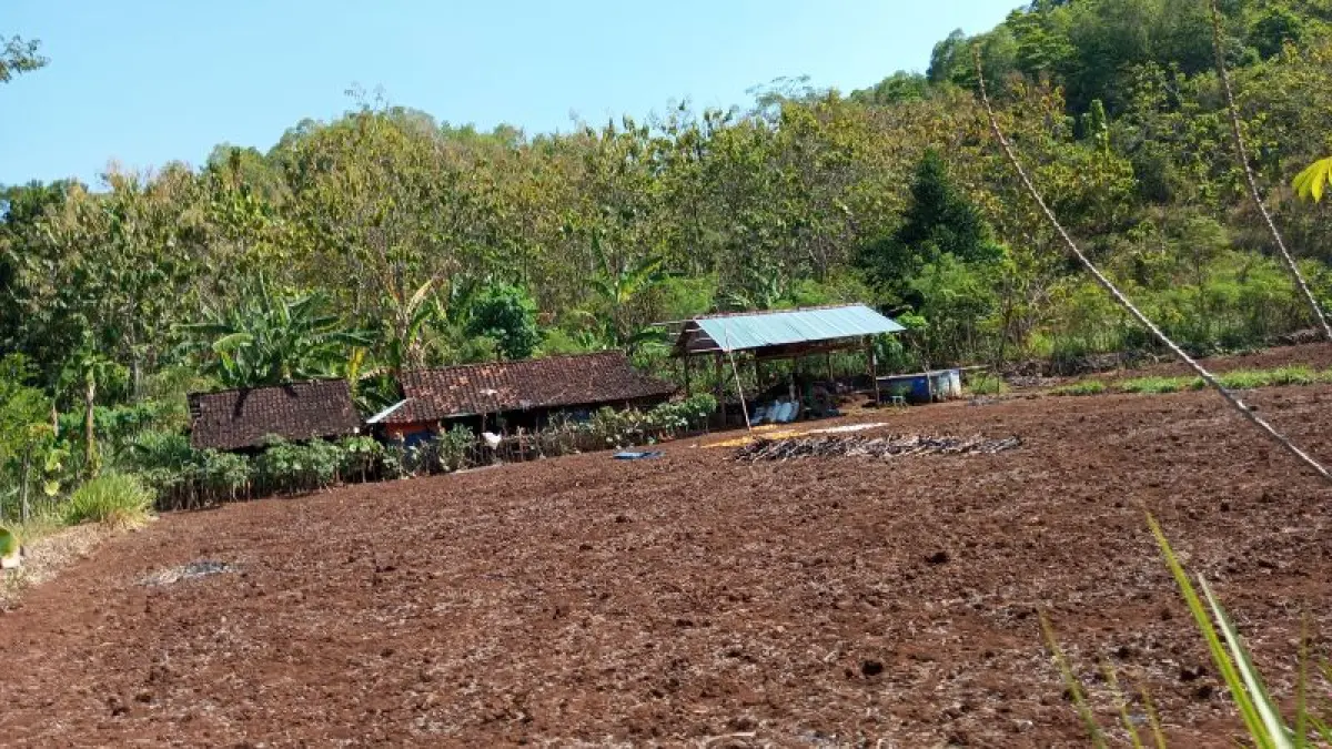 Salah satu lahan pertanian di Kapanewon Tanjungsari yang meranggas kering akibat musim kemarau. (Yusuf Bastiar/Radar Jogja)