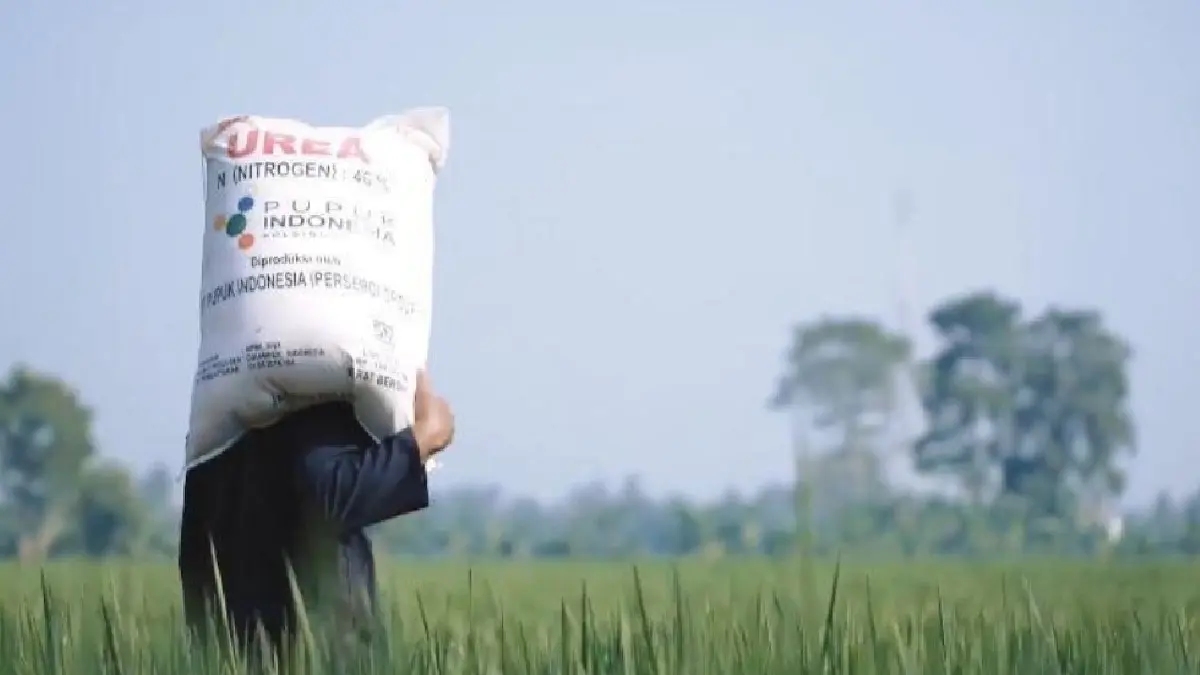 SIAP PANEN: Seorang petani memikul pupuk untuk disebarkan di hamparan sawah.(ISTIMEWA)