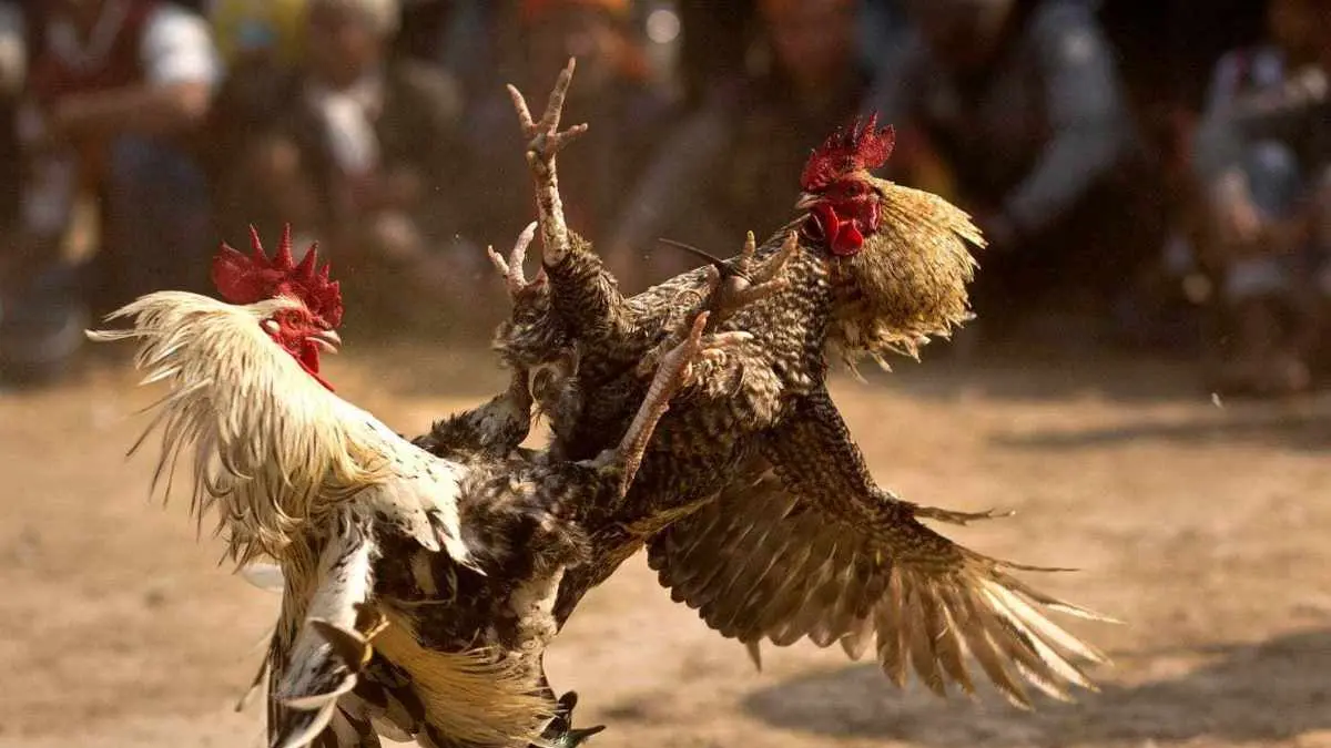 Ilustrasi sabung ayam