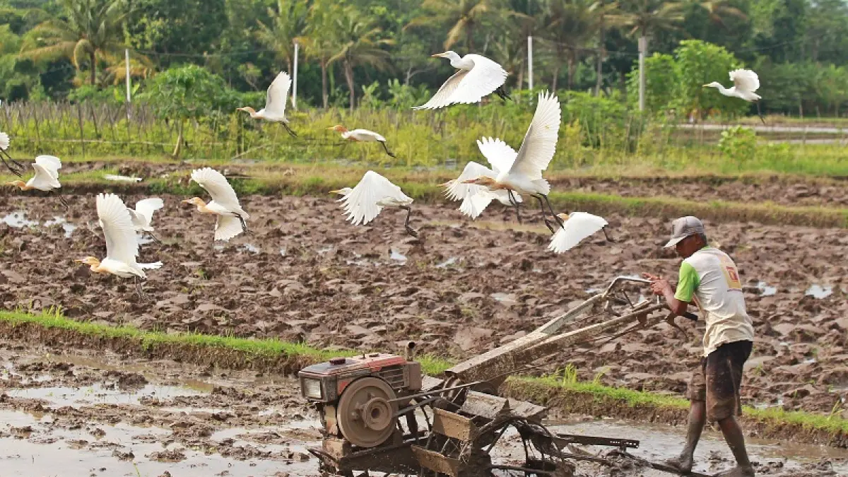 Petani membajak sawah menggunakan traktor di wilayah Kapanewon Seyegan, Sleman, Rabu (24/6/2026). Foto: Guntur Aga Tirtana/Radar Jogja