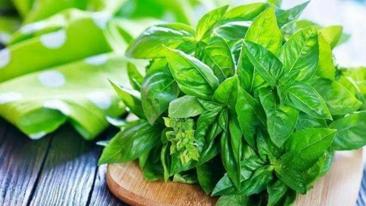Daun kemangi untuk menghilangkan bau badan. (Pinterest)