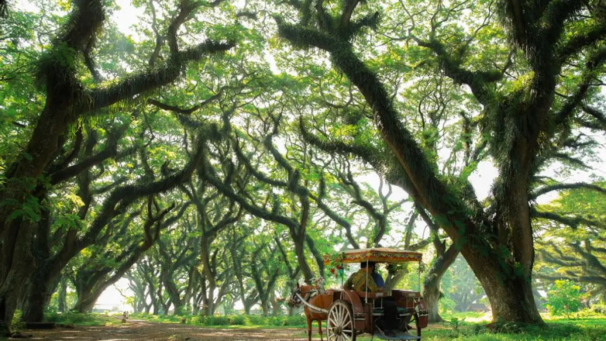 De Djawatan Forest Banyuwangi salah satu spot wisata unik yang menarik di kunjungi. (dpmptsp.banyuwangikab.go.id)