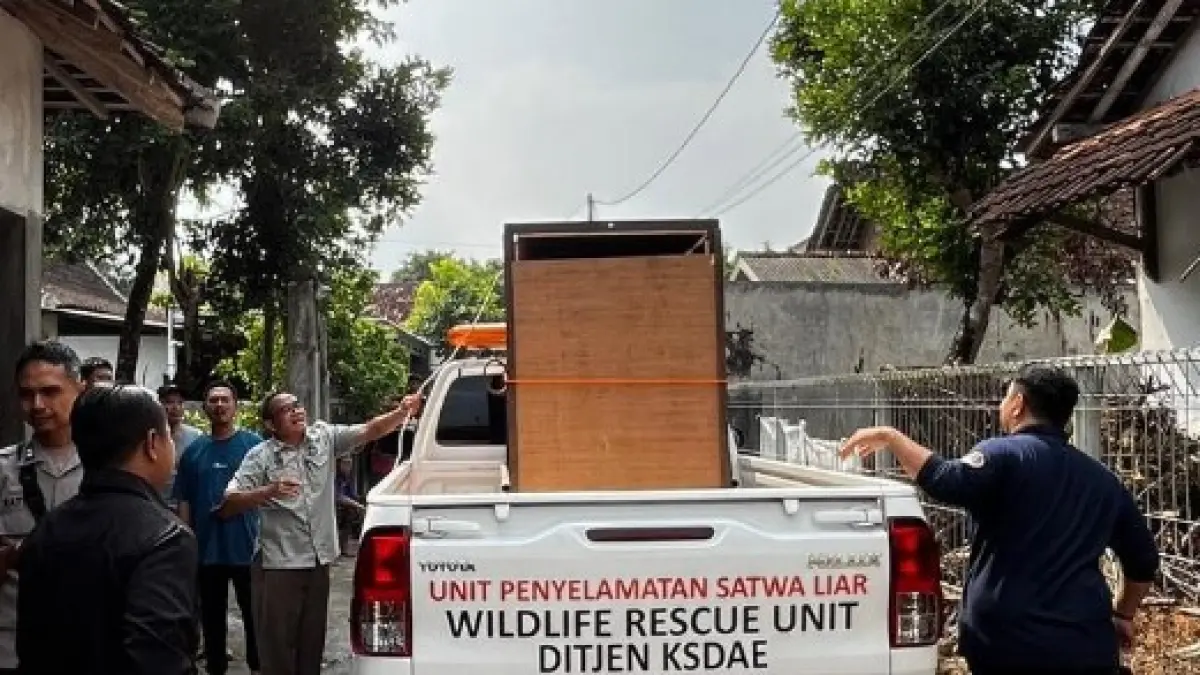 Proses evakuasi kasuari gelambir di Sleman. (Dokumentasi BKSDA Yogyakarta)