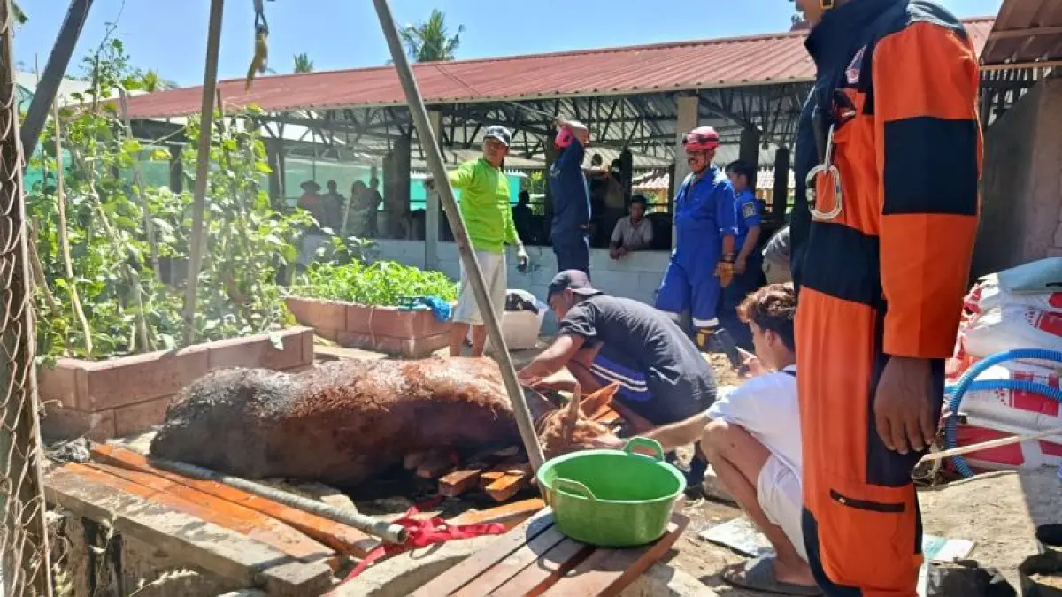 Personel Damkarmat Gunungkidul berhasil mengevakuasi sapi yang terperosok ke dalam septic tank. (Dokumentasi Damkarmat Gunungkidul)