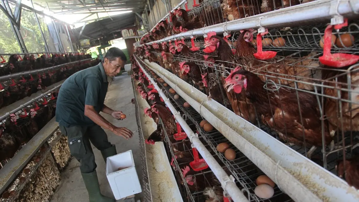 TERCEKIK: Wahono memanen telur ayam di kandang Kelompok Tani Winongo Asri, Patangpuluhan, Wirobrajan, Kota Jogja, Rabu (1/7/2026). Kenaikan harga pakan yang terus berlanjut di tengah turunnya harga telur membuat keuntungan peternak semakin menipis.&nbsp;GUNTUR AGA TIRTANA/RADAR JOGJA