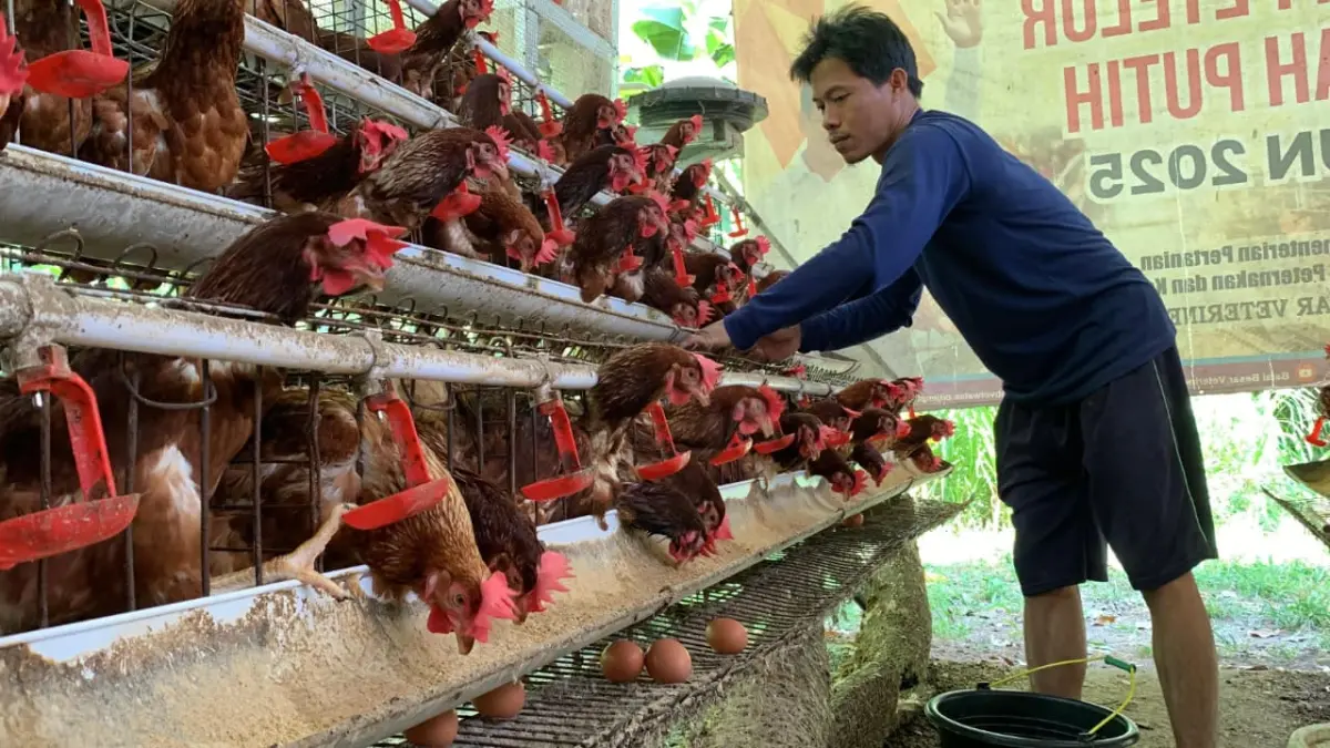 AKTIVITAS RUTIN: Peternak ayam petelur mengambil hasil panen telur di kandangnya. (ANOM BAGASKORO/RADAR JOGJA)