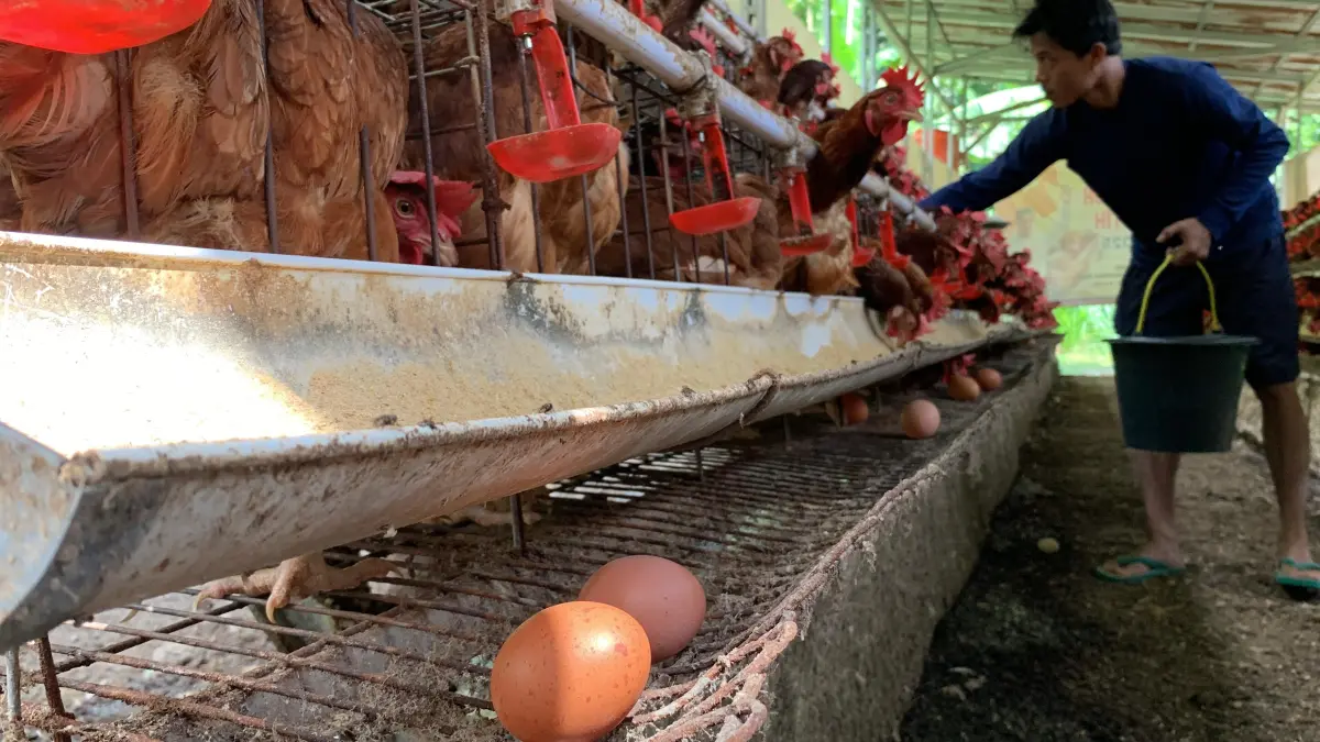  Eko mengambil telur ayam setiap paginya, walau harga telur tak menguntungkan.