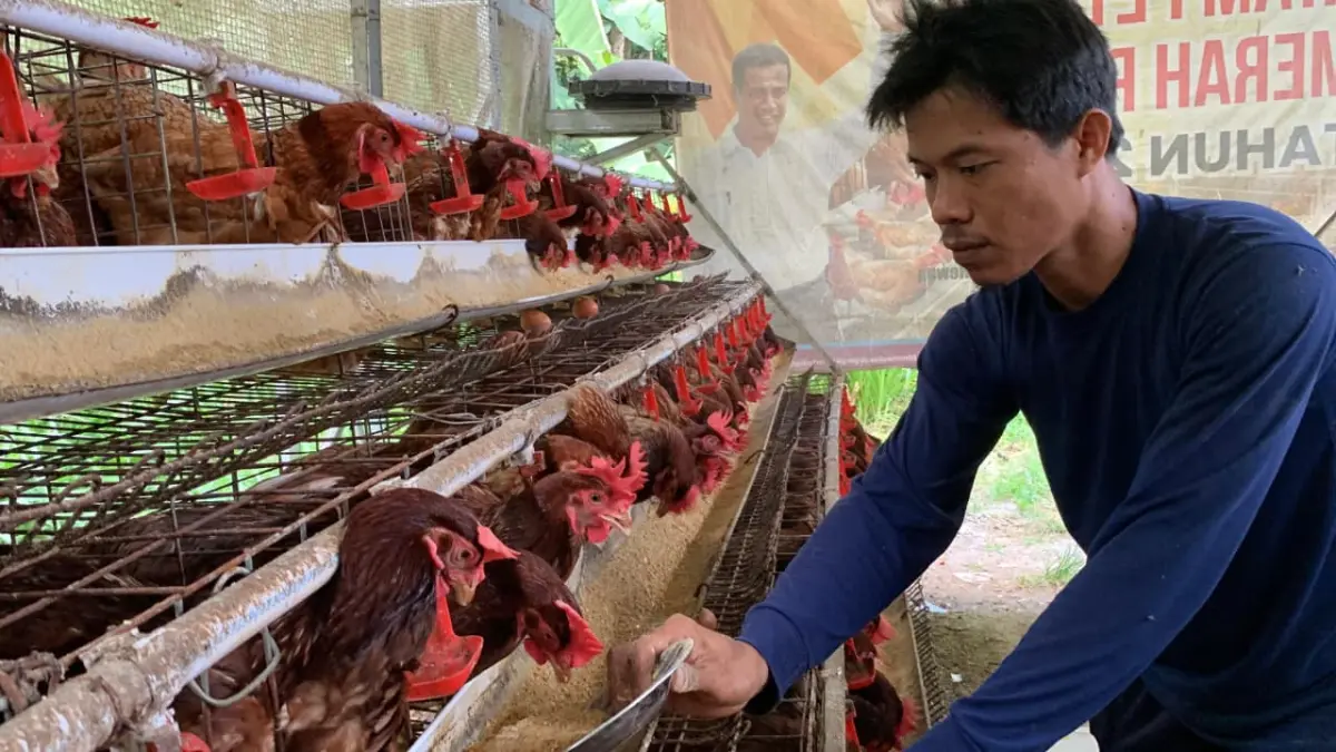 MELIMPAH: Eko mengambil telur ayam setiap paginya, walau harga telur tak menguntungkan. (ANOM BAGASKORO/RADAR JOGJA)