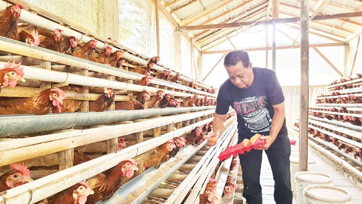 PRODUKSI: Edi Nurkolis memperlihatkan telur ayam ras yang dipanen dari kandangnya, Jumat (3/6). (NAILA NIHAYAH/RADAR JOGJA)