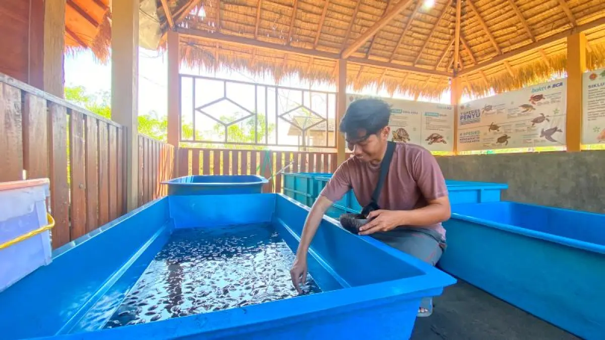 KONSERVASI: Pengelola Konservasi Penyu di Pantai Gua Cemara sedang mengambil tukik untuk dilepaskan Senin (6/7).&nbsp;(Cintia&nbsp;Yuliani/Radar Jogja)