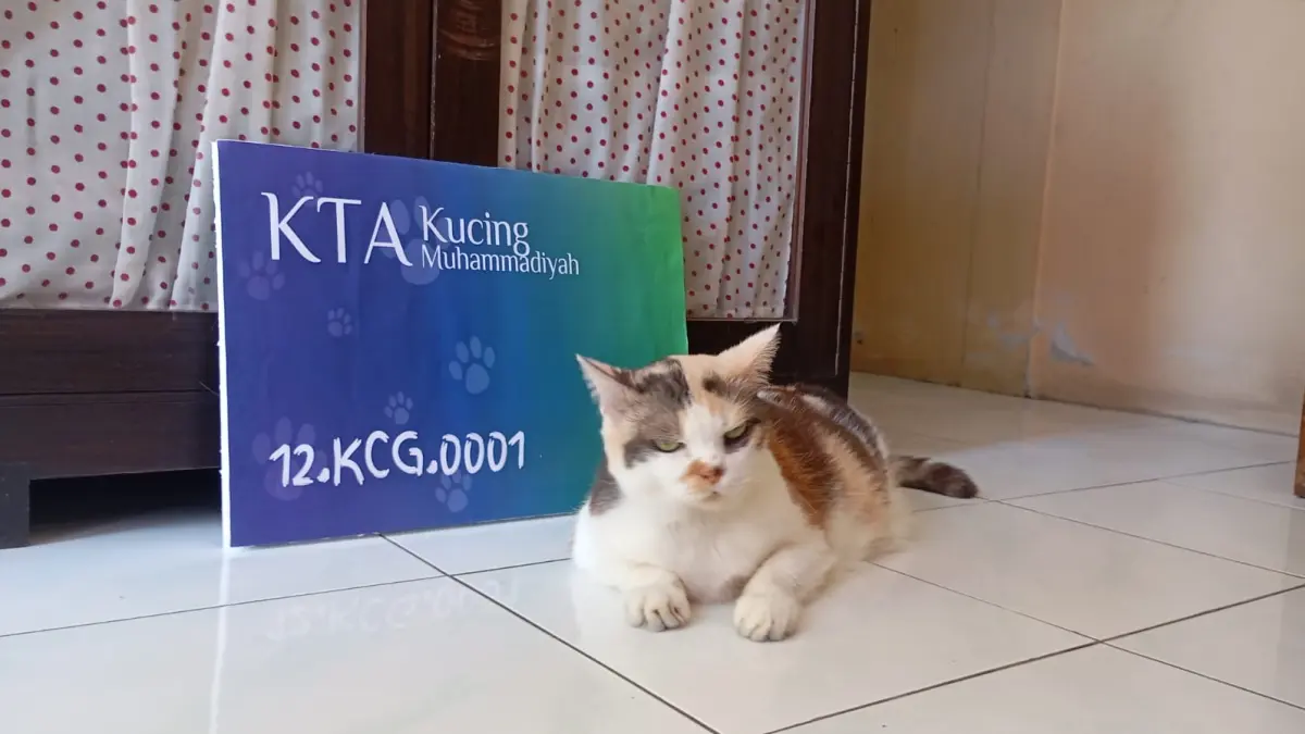 Messi, kucing pemilik Kartu Tanda Anggota Muhammadiyah, Rabu (8/7/2026). (Foto: Iwan Nurwanto/Radar Jogja)