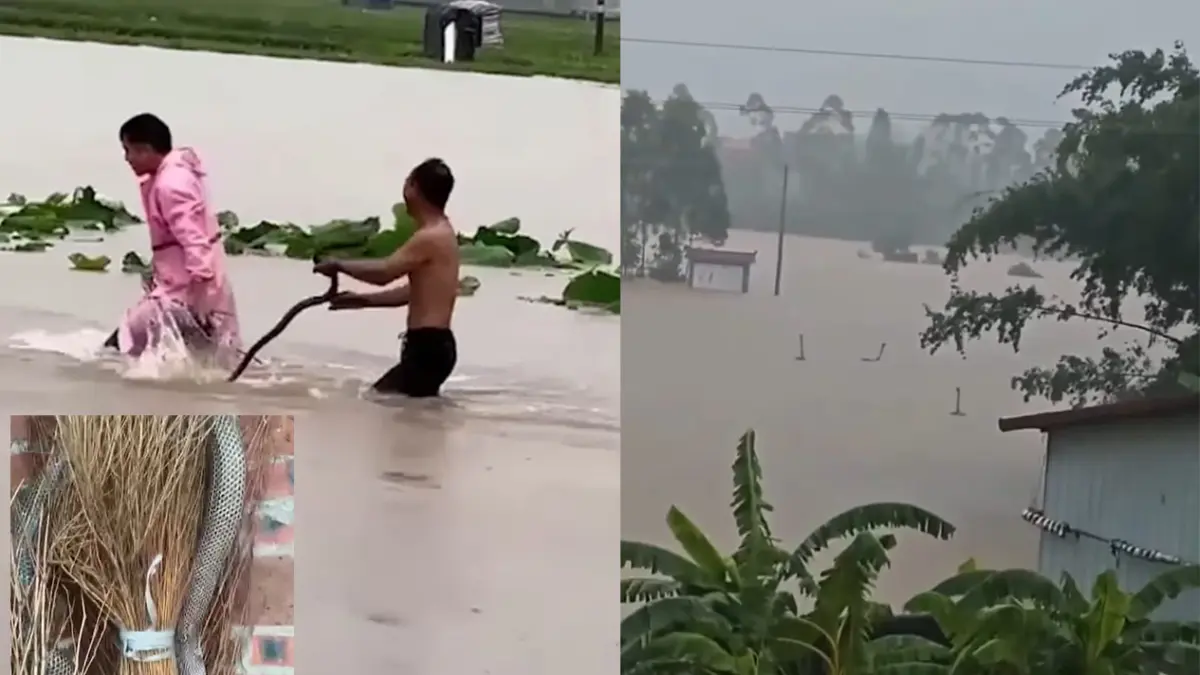 BANJIR CHINA: Sejumlah orang nekat menangkap ular-ular yang terbawa arus banjir, tampak juga ular kobra berenang menuju pemukiman warga. (ISTIMEWA)