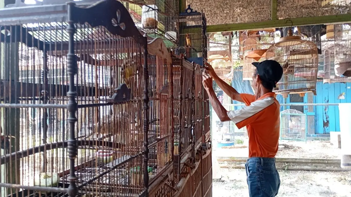 LESU: Salah satu pedagang burung di PASTHY, Mujiharjo saat merawat dagangannya Kamis (16/7/2026). Kondisi penjualan saat satwa saat ini tergolong sepi. FOTO:  IWAN NURWANTO/RADAR JOGJA