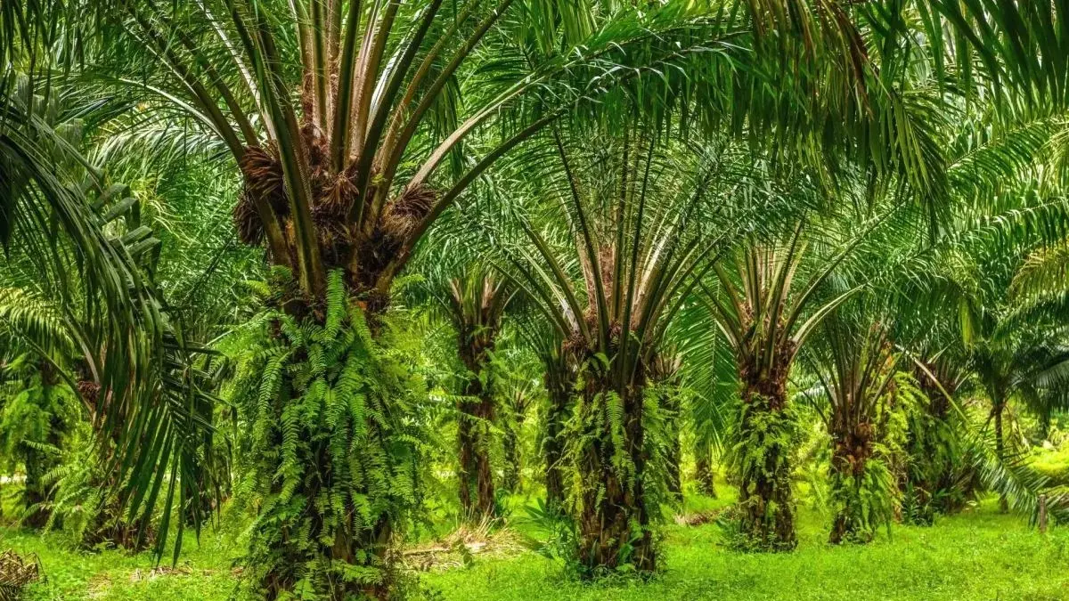 Pepohonan kelapa sawit yang tumbuh di kawasan perkebunan. (Antara News)