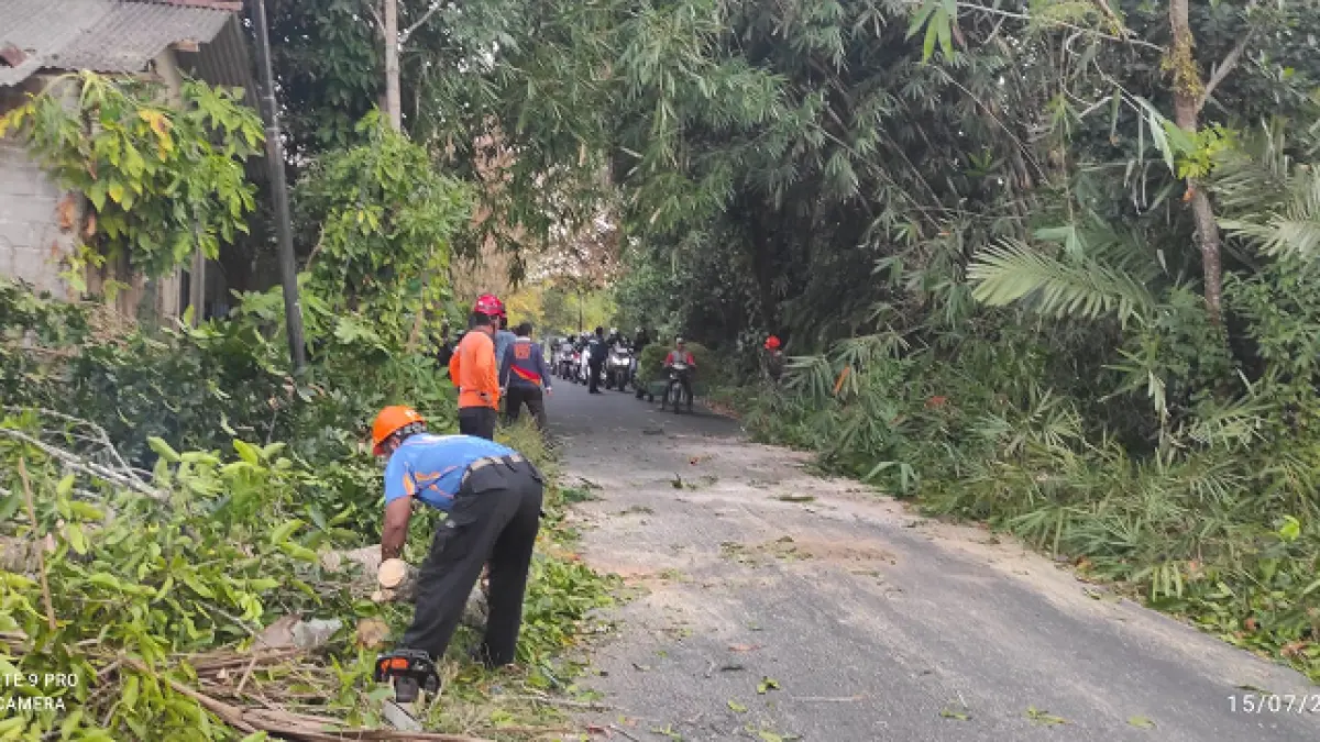 PROSES EVAKUASI: Penanganan pengendara tertimpa pohon melinjo di Turi. Dokumentasi BPBD Sleman