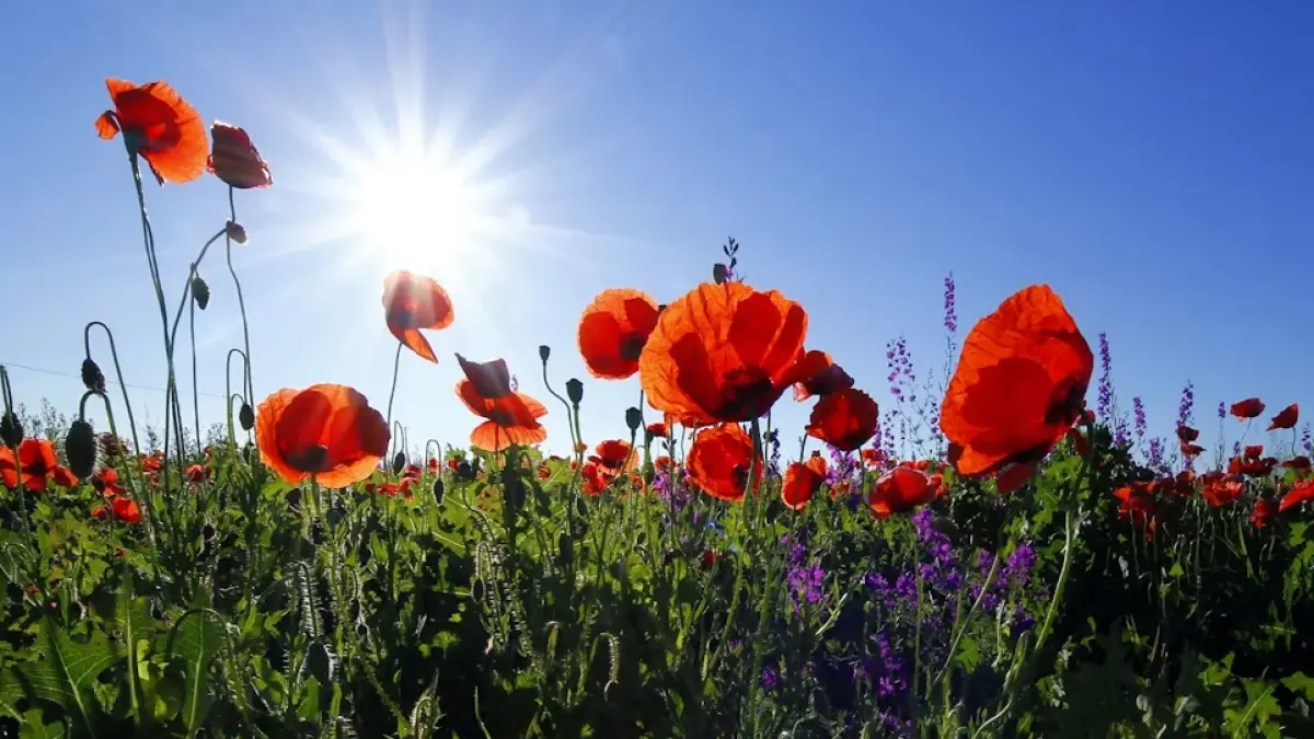 Ilustrasi Bunga Poppy. (Unsplash)