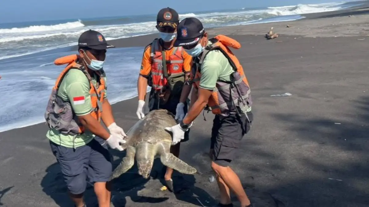EVAKUASI: Petugas sedang mengevakuasi penyu lekang yang mati terdampar di Pantai Gua Cemara. (Dokumentasi Satgas Linmas Jogo Segoro Satpol PP Bantul)
&nbsp;
