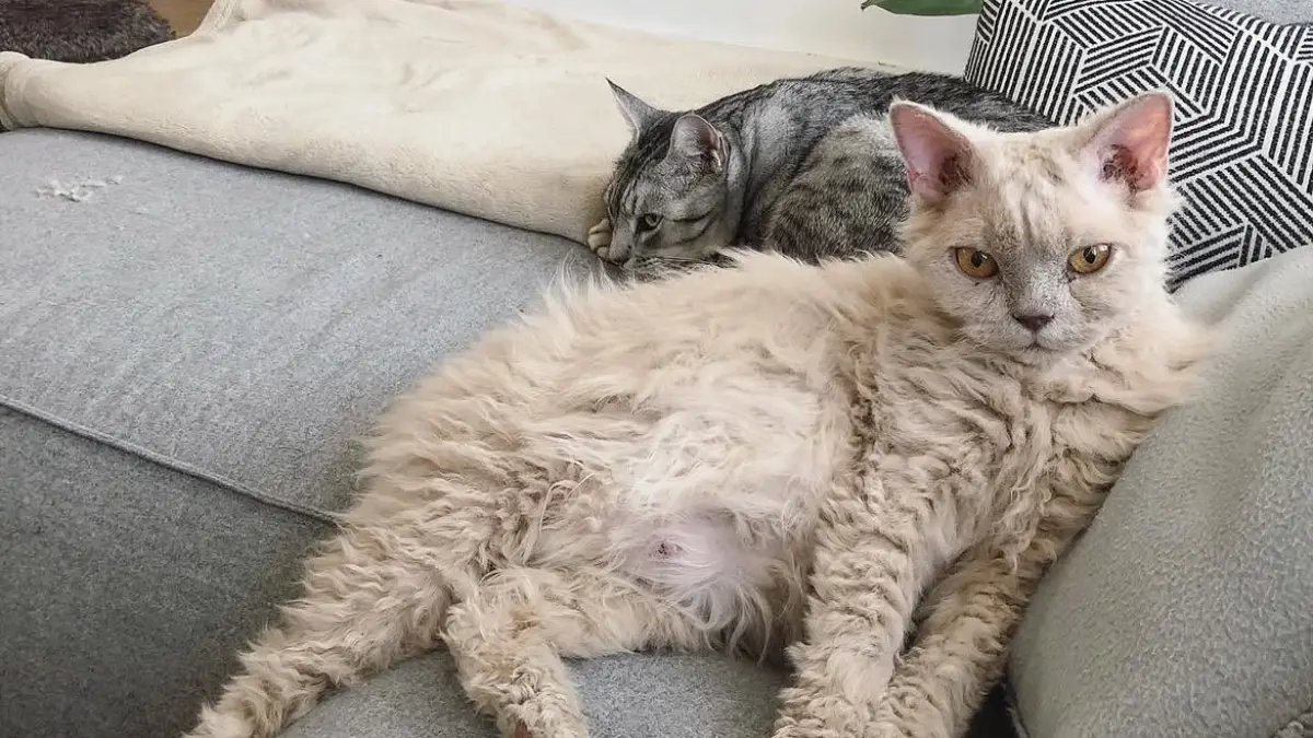 Kucing jenis Selkirk Rex (Instagram/@gina_and_gepetto)