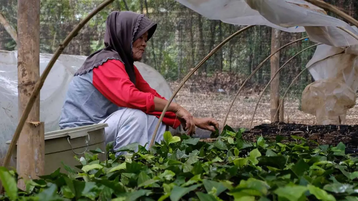 Permintaan pasar terhadap bibit kopi robusta semakin tinggi, membuat petani mengembangkan metode setek.