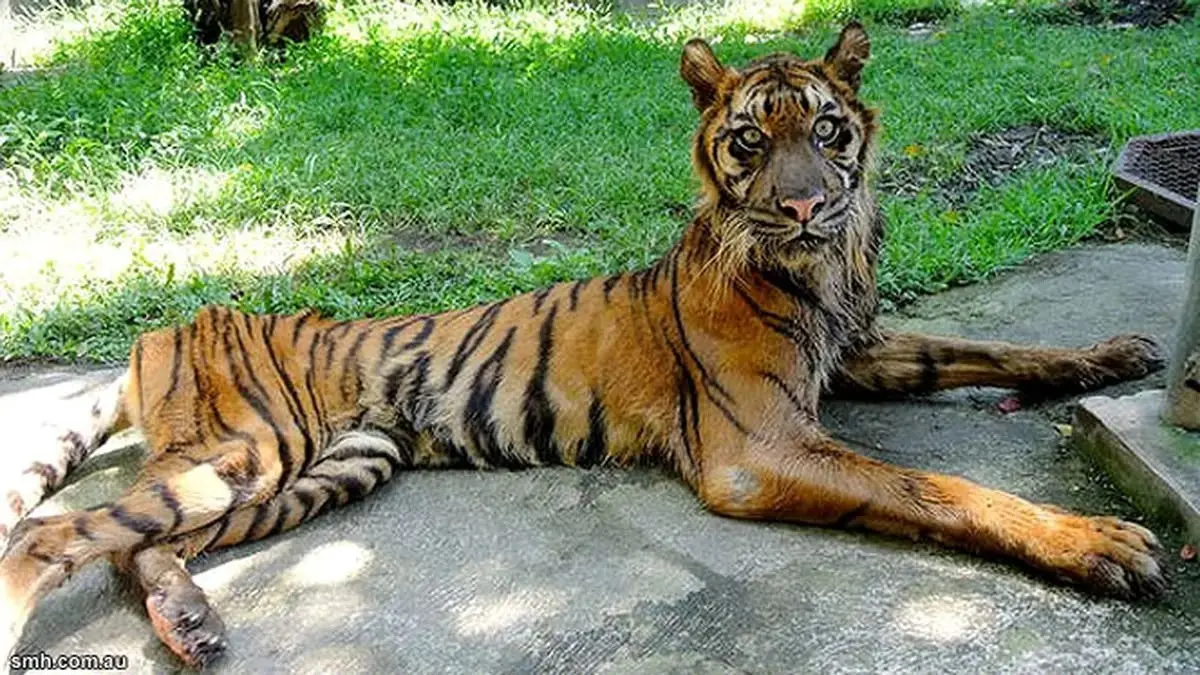 Harimau di Kebun Binatang Surabaya kurus kering kurang makan karena dana dikorupsi.