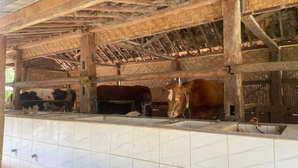 PENCEGAHAN: Dinas Ketahanan Pangan dan Pertanian (DKPP) Kabupaten Bantul menargetkan penyuntikan 27.500 dosis vaksin PMK hingga akhir tahun. Menyasar sapi, domba, kambing, hingga kerbau. (CINTIA YULIANI/RADAR JOGJA)