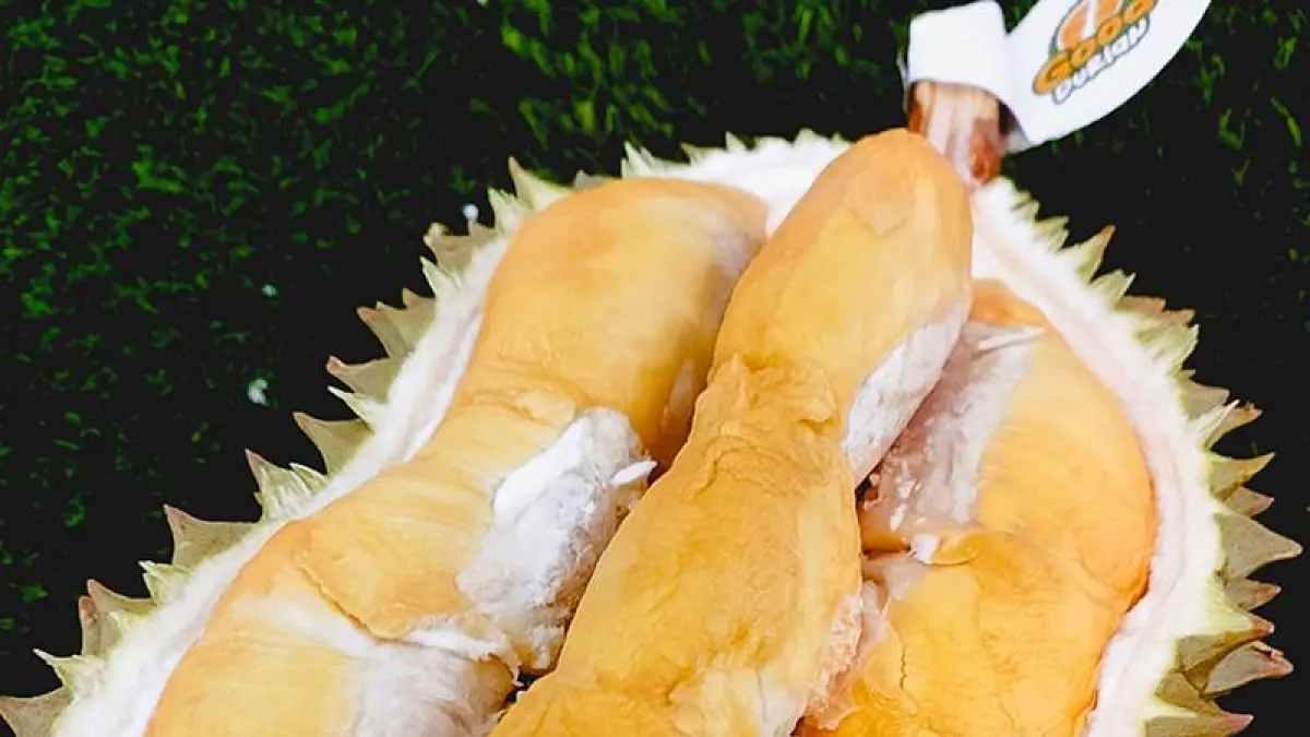 Durian bawor asal Banyumas Jawa Tengah