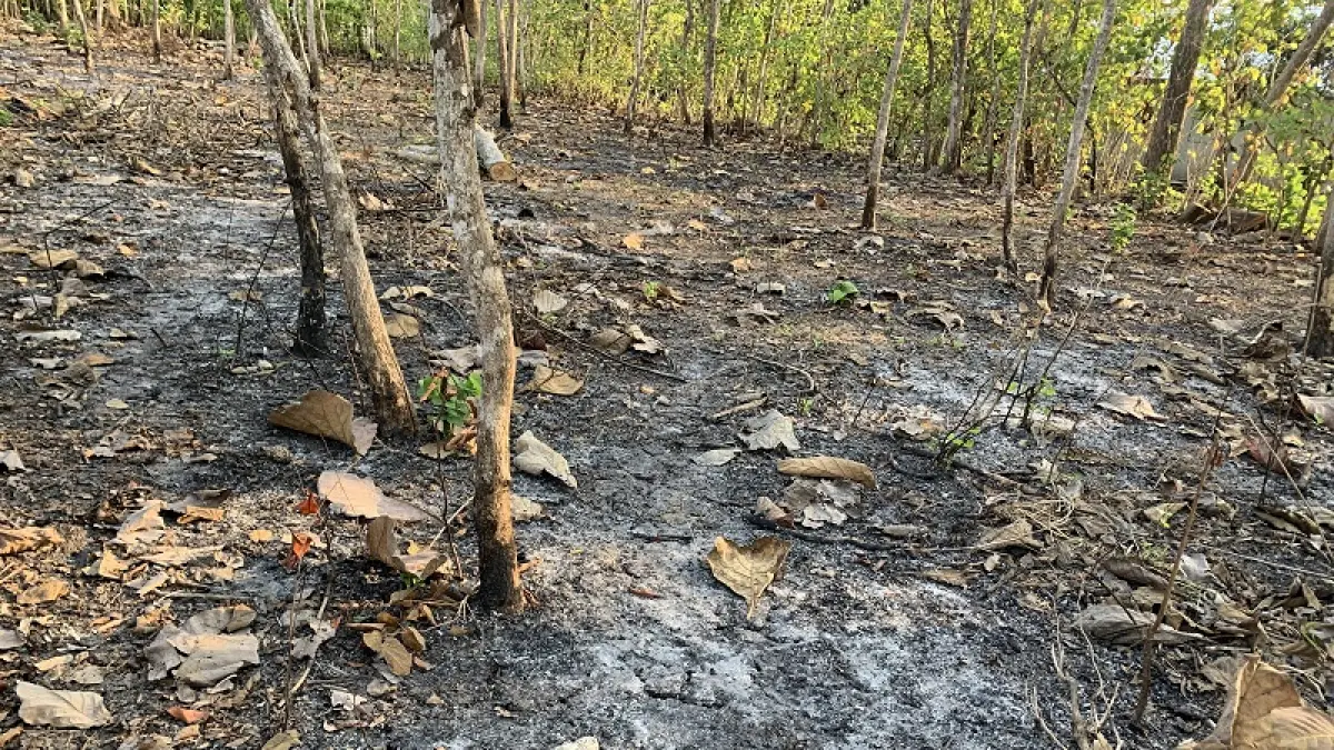 LAHAN TERBAKAR: Lahan menghitam akibat kebakaran yang terjadi saat musim kemarau di Gunungkidul.&nbsp;Dzika Fajar/Radar Jogja