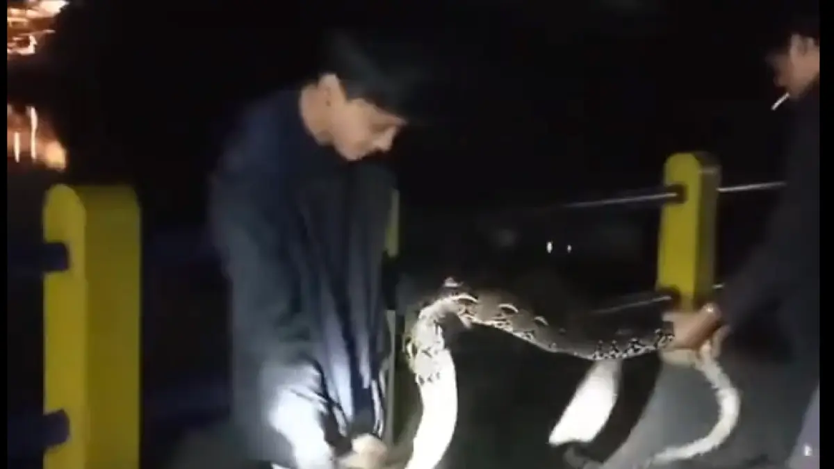 Aktivitas memancing di Embung Tambakboyo justru mendapat ular piton. (Tangkapan X/Merapi Uncover)
