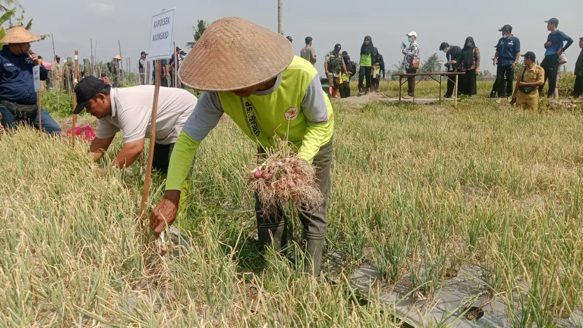 Petani mulai memanen bawang merah varietas Tajuk.
