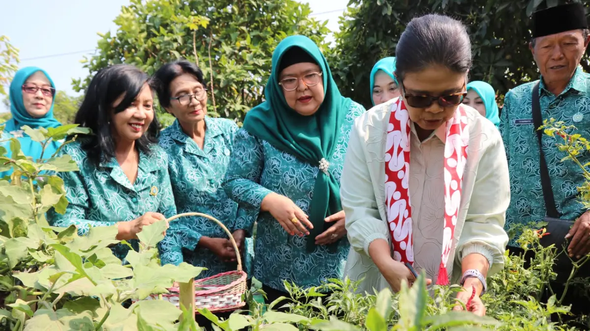 PANEN: Gusti Putri memetik cabai keriting hasil budidaya TP PKK Kalurahan Palihan. (Dokumentasi Pemkab Kulon Progo)