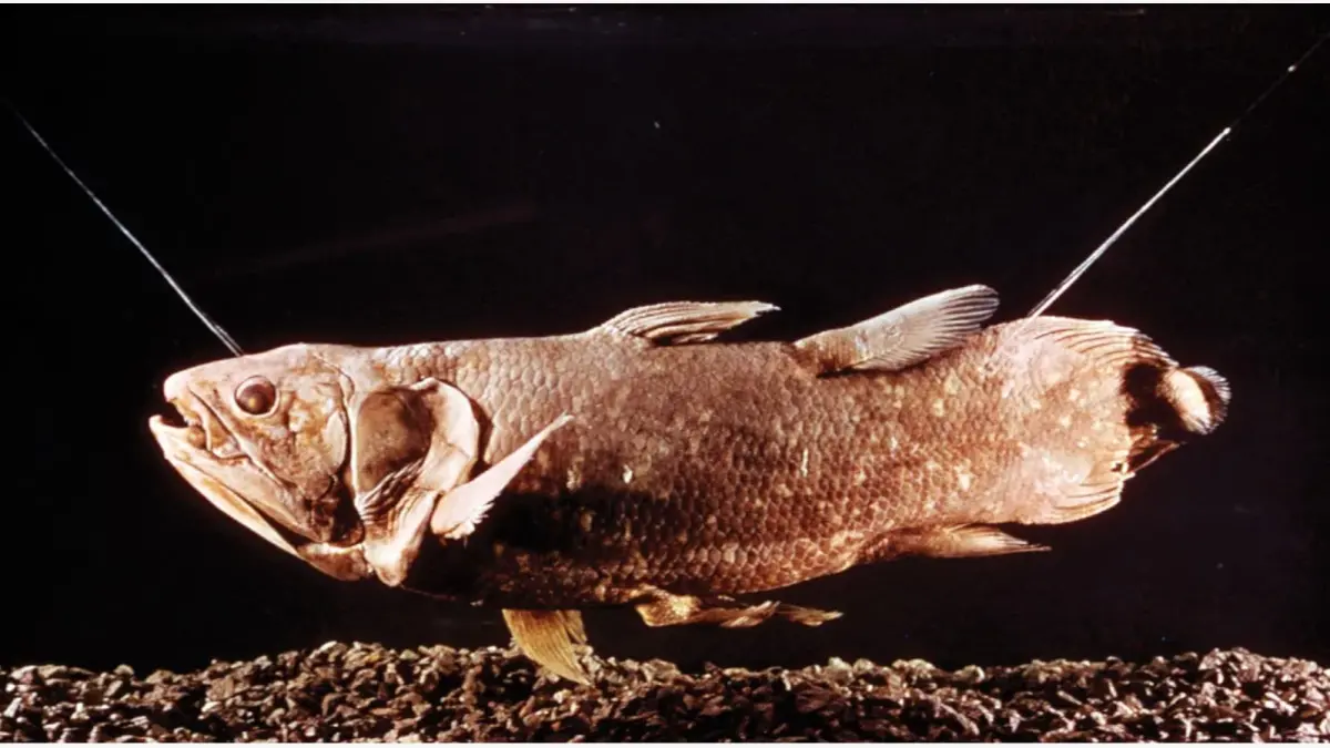 Coelacanth (Latimeria chalumnae) (Sumber: britannica.com)