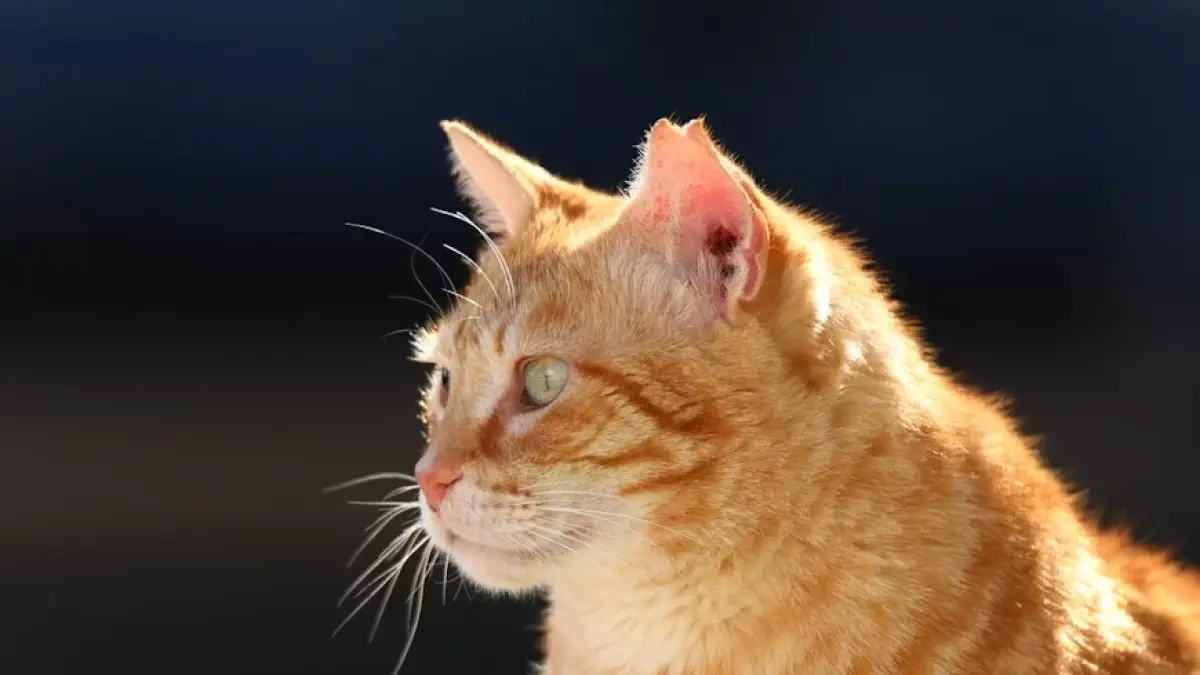 Jenis-jenis kucing menarik menurut Primbon Jawa. (Unsplash)
