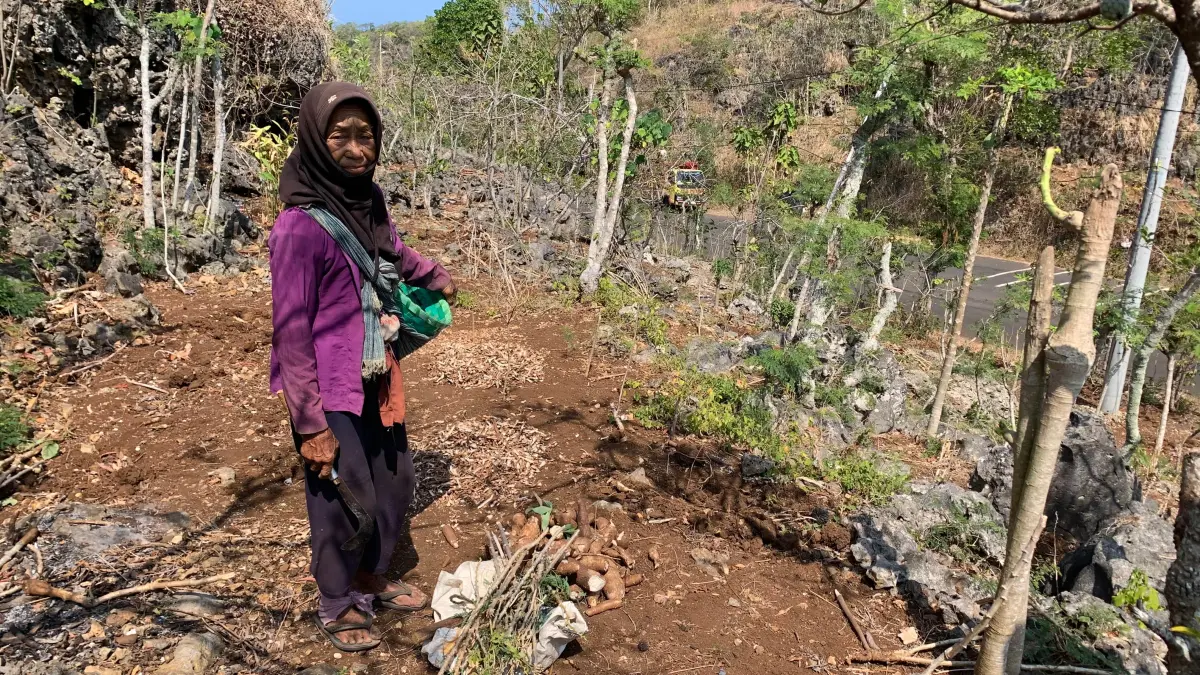 Konflik Monyet Ekor Panjang Tak Kunjung Usai, Kini Singkong Jemuran Petani Purwodadi Ikut Diserobot