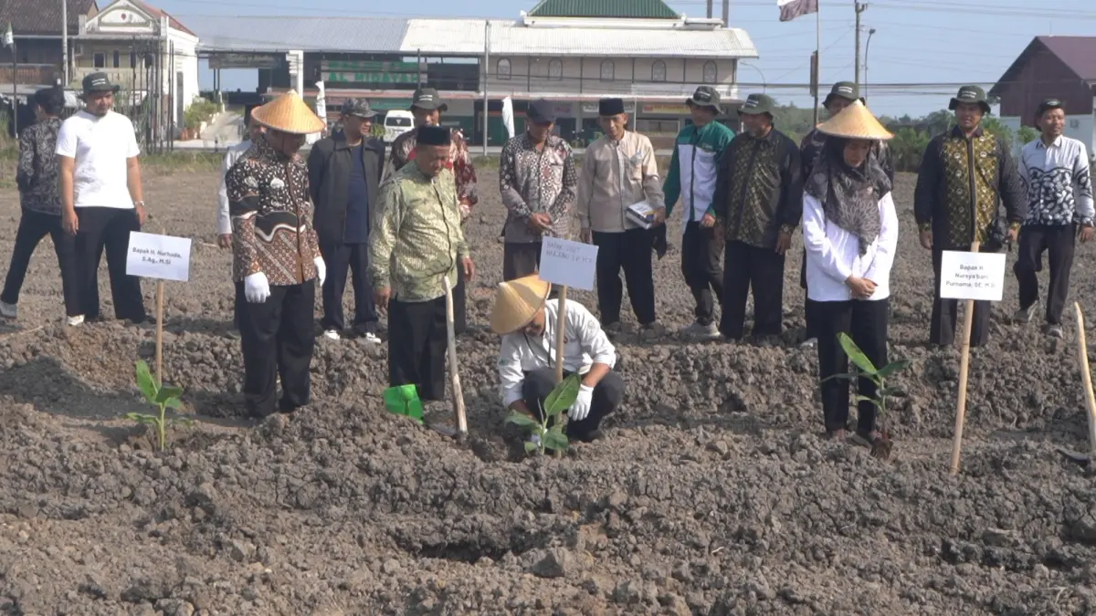 Lembaga Amil Zakat Nasional Baitul Maal Hidayatullah (BMH) berkolaborasi dengan Baitul Wakaf resmi menggelar acara Penanaman Perdana Budidaya Pisang Cavendish