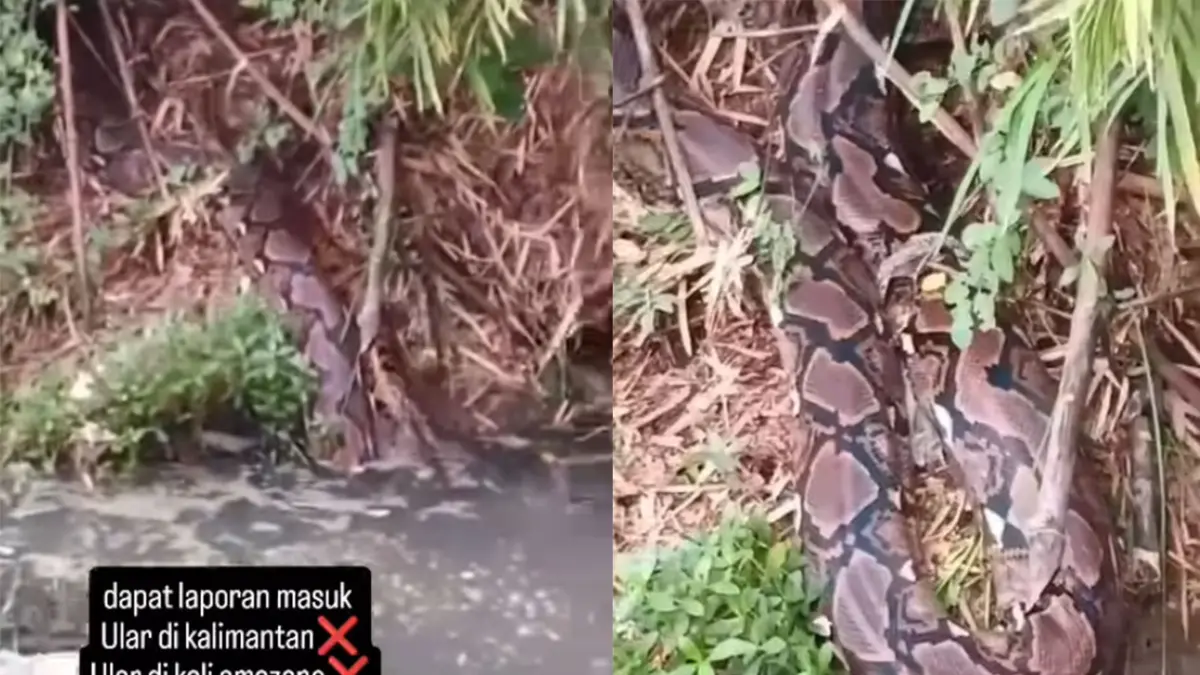 Ular piton berukuran raksasa di Kali Deres, Jakbar. (IG/daengandi91)