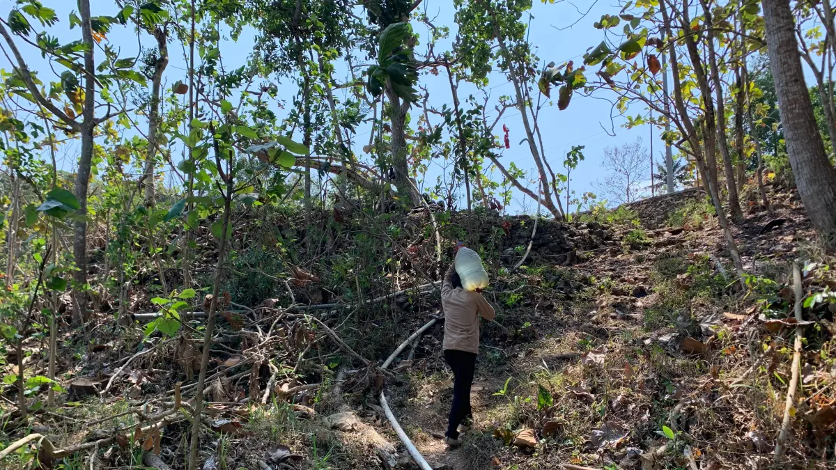 Petani mengambil air menggunakan galon untuk memenuhi kebutuhan pertanian saat saluran irigasi mengering akibat kemarau.
