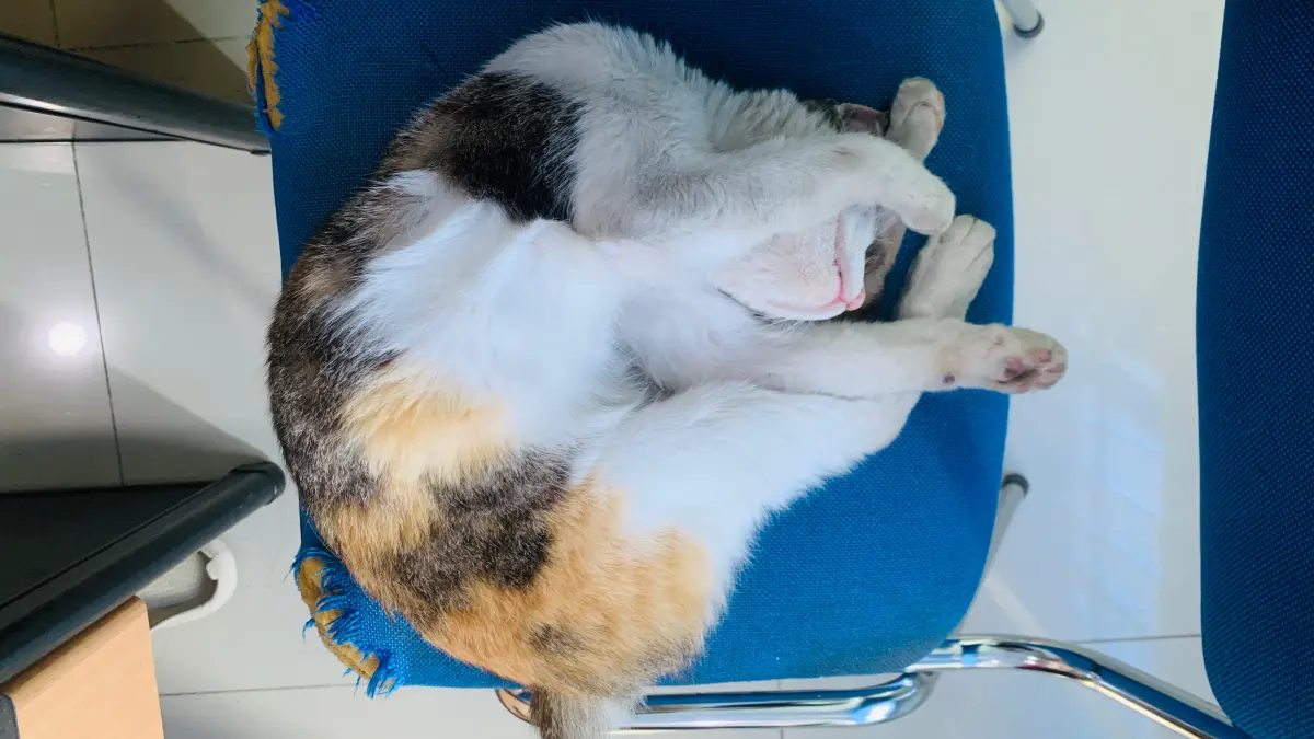 Kucing tidur seharian. (Seli) 
