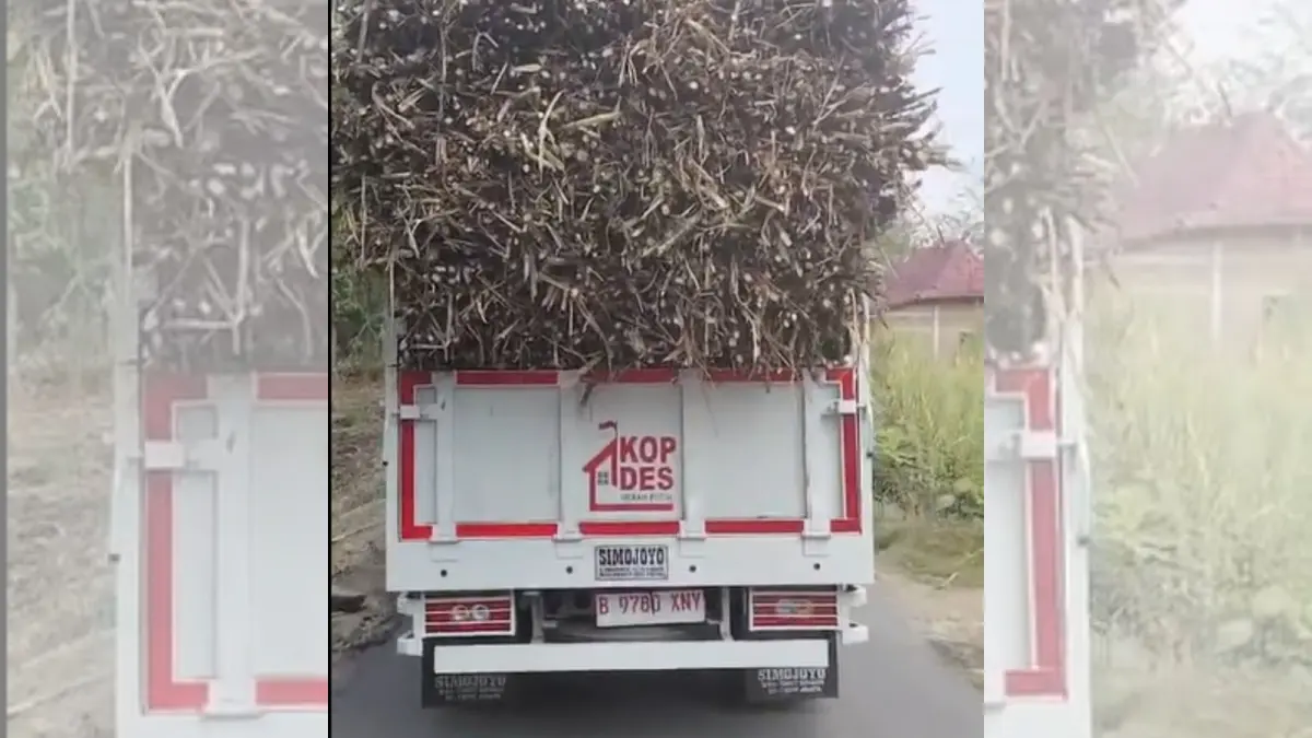 Truk Koperasi Desa Merah Putih Desa Srawung, Sragen, disewakan untuk mengangkut tebu (1/8/2026). (Tangkapan layar: TikTok/kopdes.sragen)
