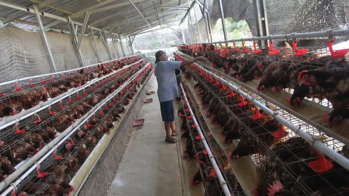 ‎DILEMATIS: Peternak memberi pakan ayam petelur di kandang Kelompok Tani Winongo Asri, Patangpuluhan, Wirobrajan, Kota Jogja Selasa (11/8). Kenaikan harga pakan yang terus berlanjut di tengah turunnya harga telur membuat keuntungan peternak semakin menipis.&nbsp;(GUNTUR AGA TIRTANA/RADAR JOGJA)