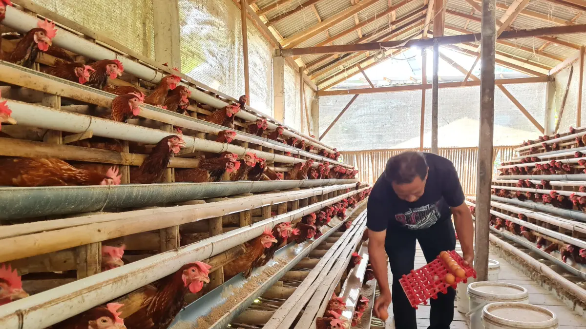  Edi memperlihatkan telur ayam ras yang dipanen dari kandangnya.