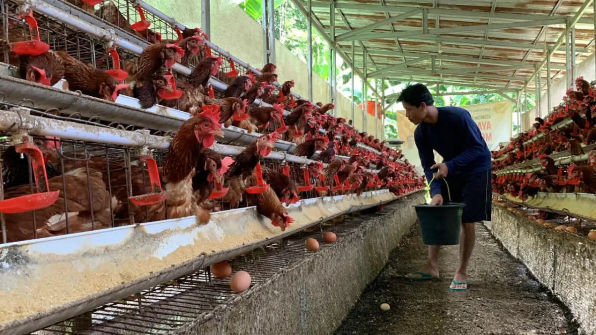 PANEN: Salah satu peternak asal Kalurahan Banyuroto mengambil telur dari kandang. (ANOM BAGASKORO/RADAR JOGJA)