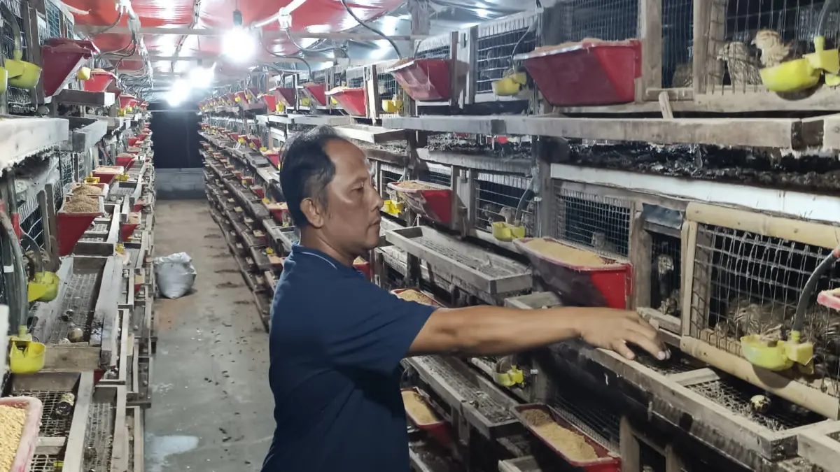 Peternak unggas di Kebumen mengeluhkan harga pakan yang belakangan terus merangkak naik. Mereka juga terancam rugi karena belum ada kepastian soal keterserapan dan harga telur. (M Hafied/Radar Jogja)
