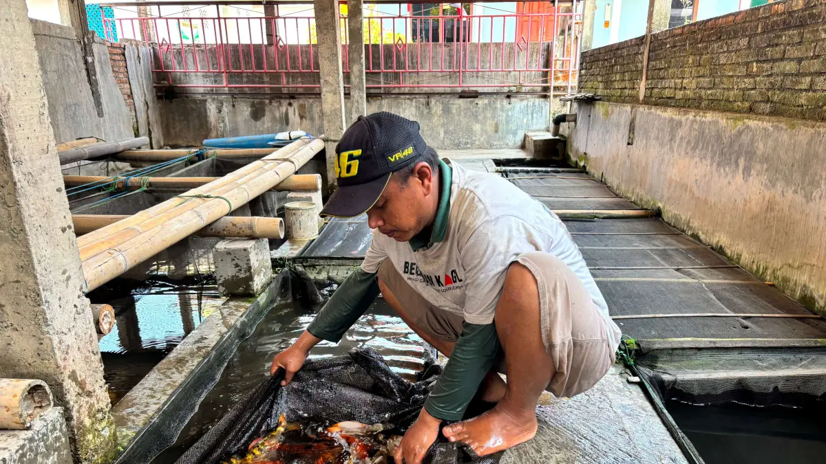 Sony memanen ikan mas yang ada di kolamnya, Jumat (7/8).

&nbsp;