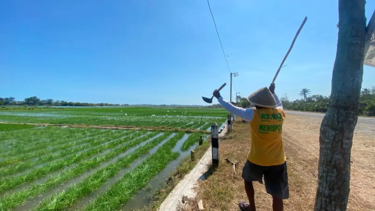 TERENDAM SEJAK RABU: Ngadiyo, petani yang lahannya ikut terendam air laut imbas pasir yang menyumbat Muara Baros. (Cintia&nbsp;Yuliani/Radar Jogja)
&nbsp;